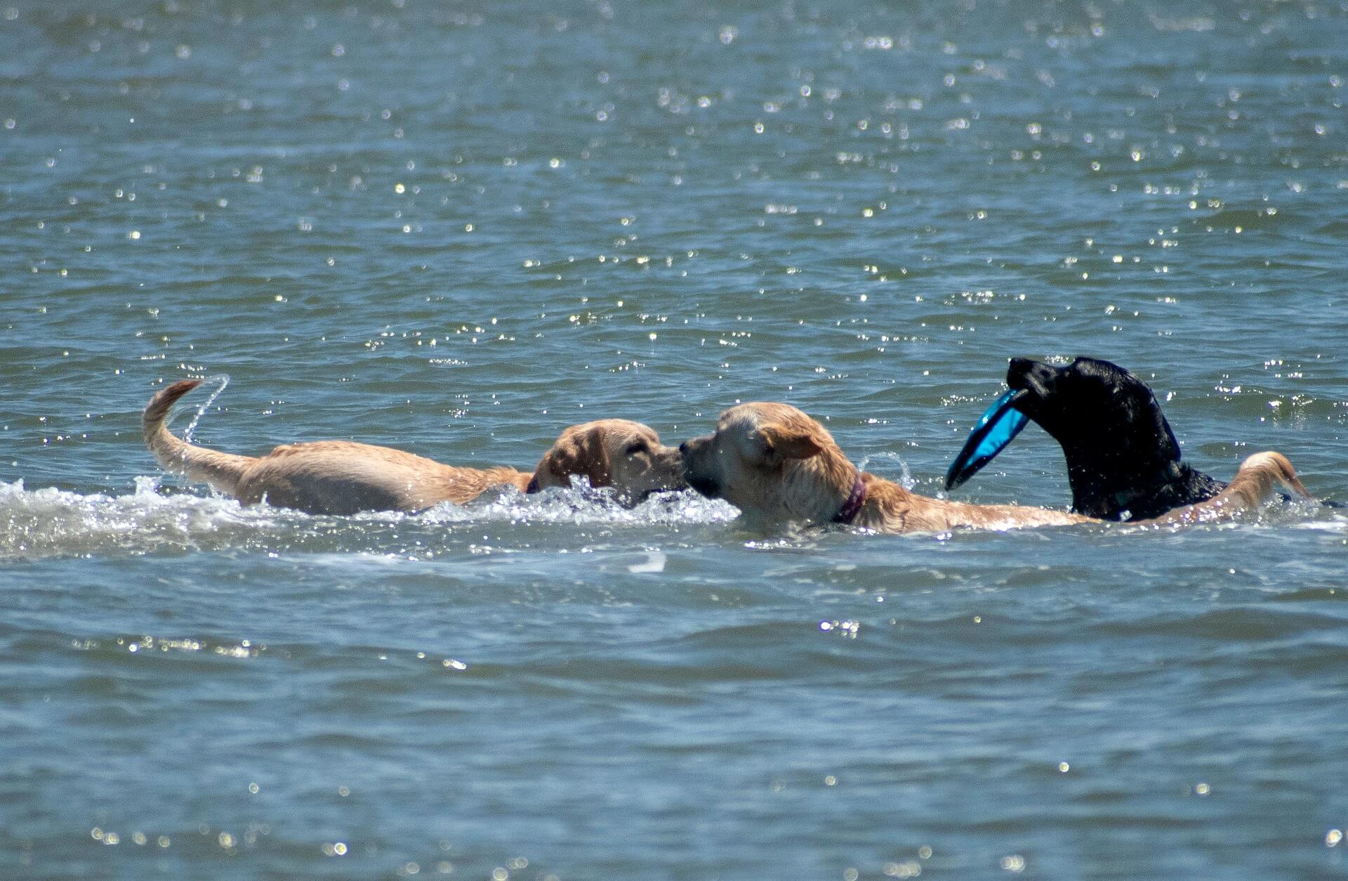 Happy dog playing on a sandy beach in Costa Blanca, Spain, one of the region’s top dog-friendly coastal destinations.
