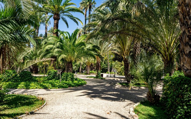 Elche Palm Trees